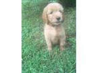 Goldendoodle Puppy for sale in Waterloo, AL, USA