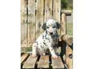 Dalmatian Puppy for sale in Westhoff, TX, USA