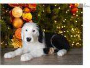 Old English Sheepdog Puppy for sale in Saint George, UT, USA