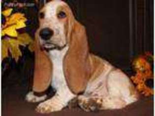 Basset Hound Puppy for sale in Morton, MS, USA