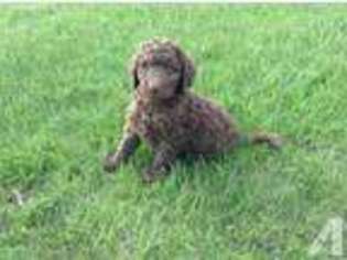 Labradoodle Puppy for sale in GREEN BAY, WI, USA