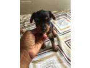 Chorkie Puppy for sale in East Berlin, CT, USA