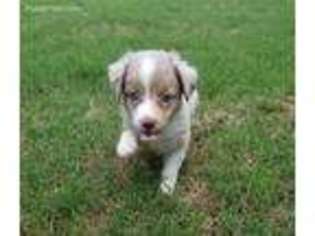 Miniature Australian Shepherd Puppy for sale in Buford, GA, USA