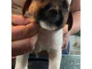 Jack Russell Terrier Puppy for sale in Mabank, TX, USA