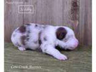 Australian Shepherd Puppy for sale in Stephenville, TX, USA