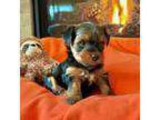 Yorkshire Terrier Puppy for sale in Canby, OR, USA
