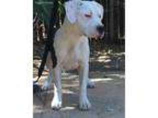 American Staffordshire Terrier Puppy for sale in Pittsburg, CA, USA