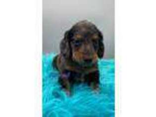 Dachshund Puppy for sale in Salyersville, KY, USA