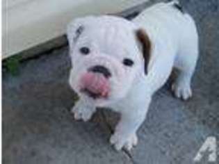 Bulldog Puppy for sale in BIRMINGHAM, AL, USA