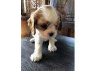 Cavalier King Charles Spaniel Puppy for sale in Whitney, TX, USA