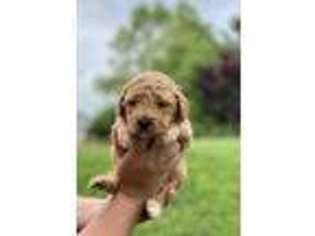 Goldendoodle Puppy for sale in Ephrata, PA, USA