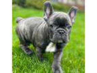 French Bulldog Puppy for sale in Arlington, VA, USA