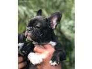 French Bulldog Puppy for sale in Mims, FL, USA