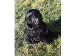 Labradoodle Puppy for sale in Somerset, CA, USA