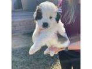 Saint Bernard Puppy for sale in Phoenix, AZ, USA