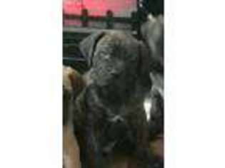 Mastiff Puppy for sale in Colville, WA, USA