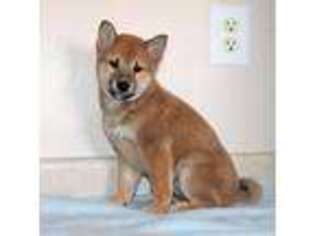 Shiba Inu Puppy for sale in Hasty, CO, USA