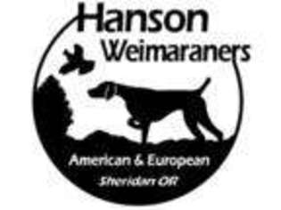 Weimaraner Puppy for sale in Ramona, CA, USA