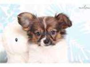 Papillon Puppy for sale in Fort Myers, FL, USA