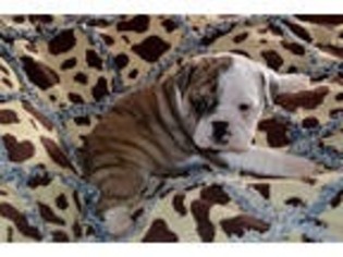 Olde English Bulldogge Puppy for sale in Seneca, MO, USA
