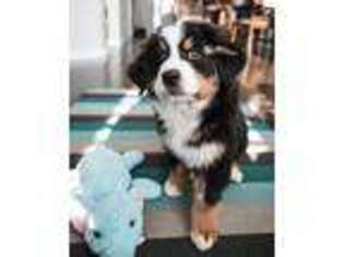 Bernese Mountain Dog Puppy for sale in Carthage, MO, USA