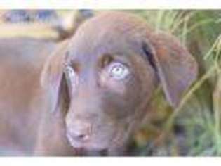 Labrador Retriever Puppy for sale in Fort Scott, KS, USA