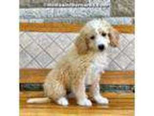 Saint Berdoodle Puppy for sale in Myerstown, PA, USA