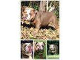 Bulldog Puppy for sale in Westminster, MD, USA