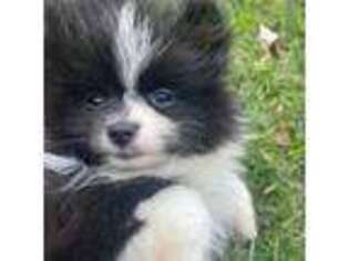 Pomeranian Puppy for sale in Waterford, CT, USA
