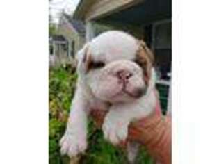 Bulldog Puppy for sale in Centralia, MO, USA
