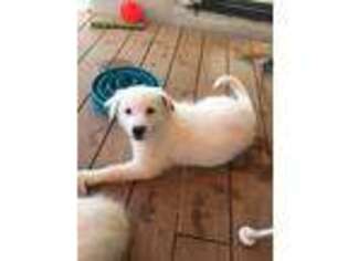 Border Collie Puppy for sale in El Dorado Hills, CA, USA