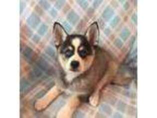 Alaskan Klee Kai Puppy for sale in Maynard, MN, USA