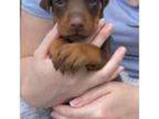 Doberman Pinscher Puppy for sale in Redford, MI, USA