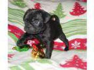 Pug Puppy for sale in Winslow, AR, USA