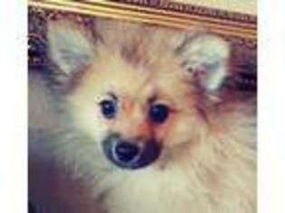 Pomeranian Puppy for sale in San Diego, CA, USA