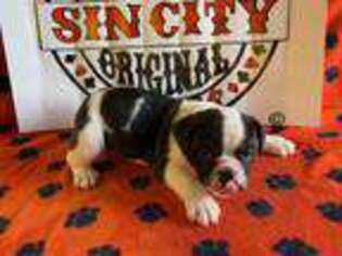 Olde English Bulldogge Puppy for sale in Las Vegas, NV, USA