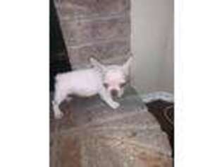 French Bulldog Puppy for sale in Sherman, TX, USA