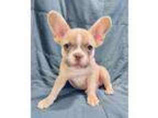 French Bulldog Puppy for sale in Milton, DE, USA