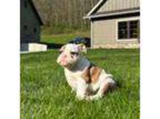 Bulldog Puppy for sale in Winesburg, OH, USA