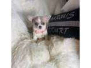 Chihuahua Puppy for sale in Purvis, MS, USA