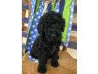 Goldendoodle Puppy for sale in Harrogate, TN, USA