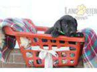 Medium Photo #1 Great Dane Puppy For Sale in Millersburg, OH, USA