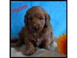 Goldendoodle Puppy for sale in Cambridge City, IN, USA