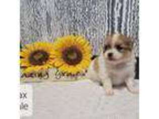 Pomeranian Puppy for sale in Erie, IL, USA