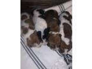 Basset Hound Puppy for sale in Lewistown, PA, USA