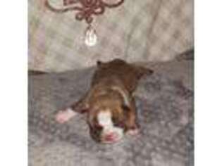 Bulldog Puppy for sale in Eunice, NM, USA