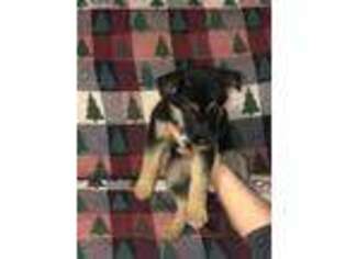 German Shepherd Dog Puppy for sale in North Attleboro, MA, USA