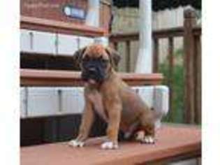 Boxer Puppy for sale in Beach City, OH, USA