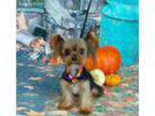 Yorkshire Terrier Puppy for sale in Payson, UT, USA