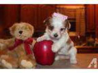 Yorkshire Terrier Puppy for sale in BOONVILLE, IN, USA